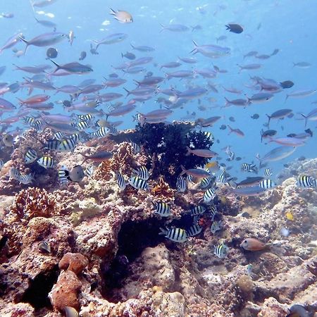Maleo Moyo Hotel & Dive Resort Moyo Island Екстер'єр фото